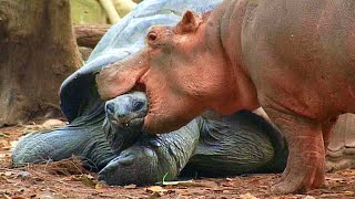 This 130 Year Old Tortoise Saves Baby Hippo’s Life, Now They Are Best Friends