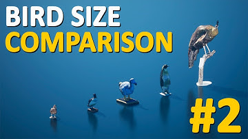 Big and Small Birds Size Comparison | 3D Comparison Part 2