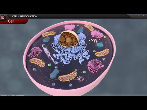 Cell Introduction Grade 9 -  Biology | Cell Structure and Function Overview | Turito