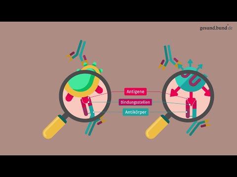 Was sind Antikörper?