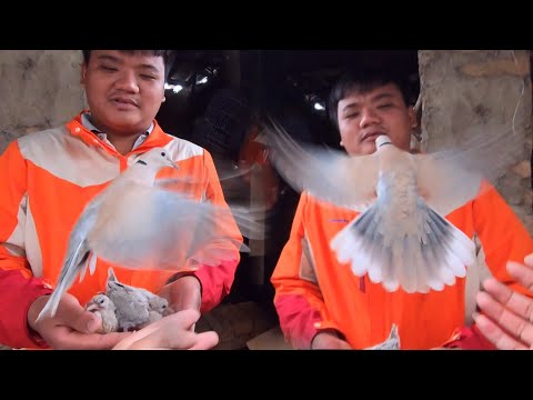 Video Thăm Chim Cu Pháp Non Và Đi Hái Dâu Cho Tằm / Quế... - youtube
