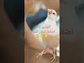 تغريد انثى الجاوا للتزاوج