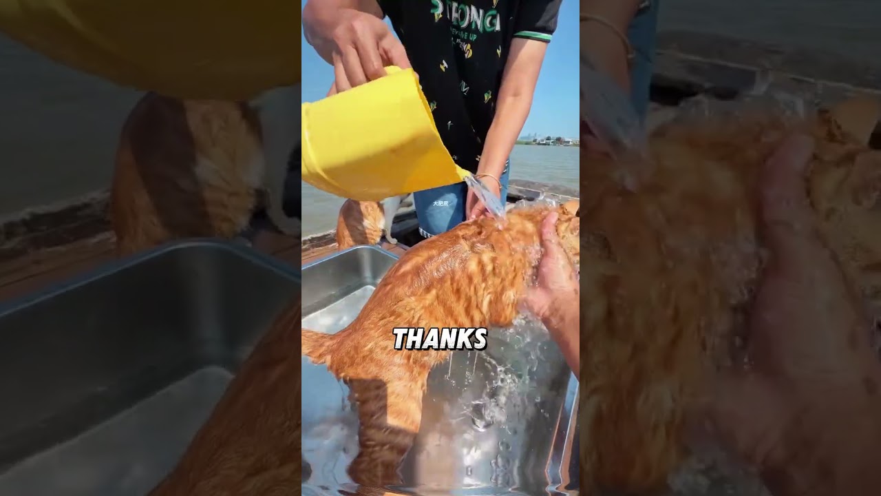 Wearing Sunglasses on a Boat: The Hilarious Life of Sailor Cats!