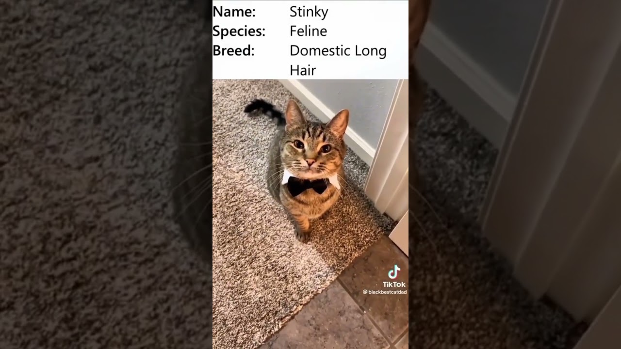 Funny animal videos I found on Instagram and Tiktok 117
