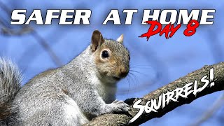 Safer At Home | Day | Squirrels Take Warning