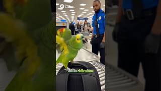 Rude Parrot Brody Explodes At Tsa Security