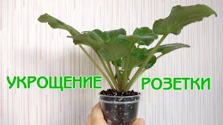 видео: Как выровнять розетку фиалки | Несколько экспериментов | Советы по уходу за фиалками | Мои фиалки 22 картинка: Как выровнять розетку фиалки | Несколько экспериментов | Советы по уходу за фиалками | Мои фиалки 22