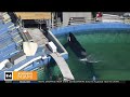 Miami Seaquarium Lolita's companion dolphin has a new home