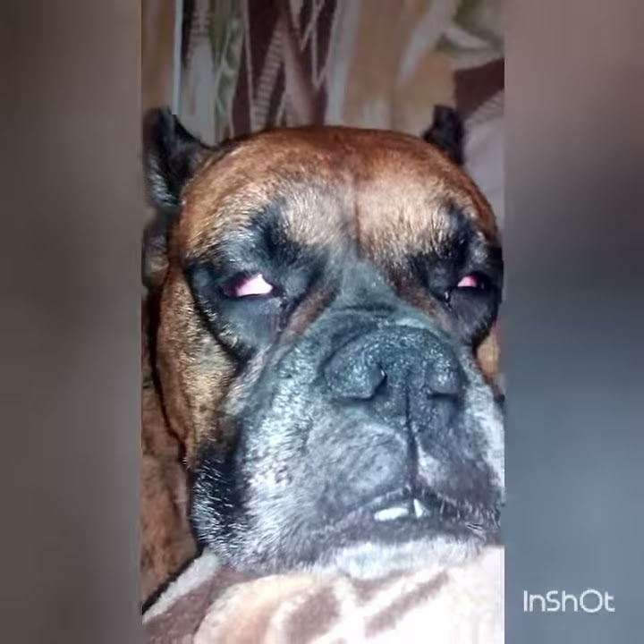 Смешной пес - YouTube