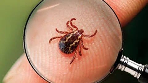 ¿Qué probabilidades hay de que una garrapata de ciervo sea portadora de la enfermedad de Lyme?