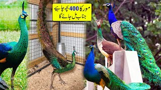Biggest Peacock Farm in Pakistan | Mor ke Bache | Peacock Hatching Egg | Green Java Peacock
