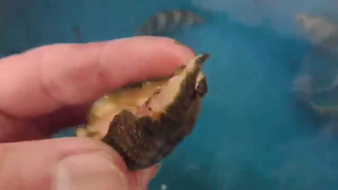 ヒザラガイをつつきながら食べる石鯛の仔魚 サンバソウ Youtube