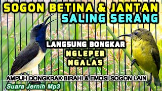 Sepasang SOGON BETINA PIKAT SALING PANGGIL, Pancingan Semua sogon Langsung NGLEPER NGALAS, sogok ont