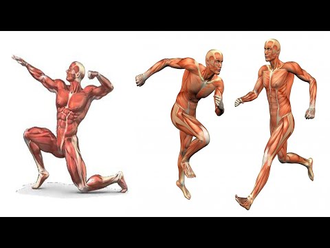 كيف يتحرك الإنسان بسلاسه و كيف تعمل العضلات 