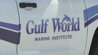 Gulf World Rescues Dolphin