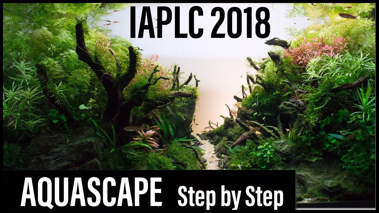 Aquascaping|| Juwel Rio 125 by Christian Tapella