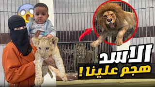 ابني الرضيع في مواجهه الاسد لاول مره ( مش هتصدقو رده فعله) 😳🦁