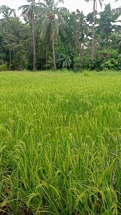 hi guys tanda ta sa humay harvest sonon naba #firstvlog #farming101
