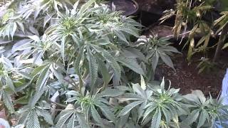 West Coast Grow Off AN v CE v SB Ep 15
