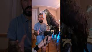 The Red Kite Milvus Milvus