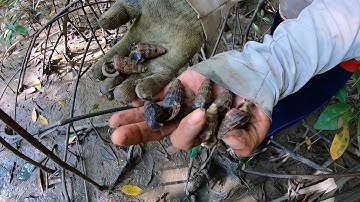 Vào Rừng Ngập Mặn Cần Giờ Bắt Óc Len Môi Dày