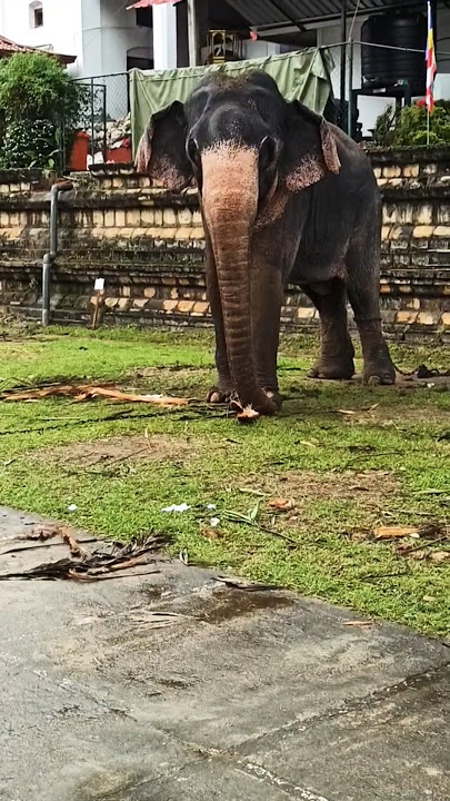 පැල්මඩුල්ලේ චණ්ඩි අලියා රත්නා 💪