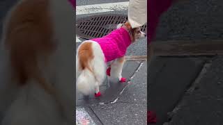 Το dress code των σκύλων στη Νέα Υόρκη 🐶😂