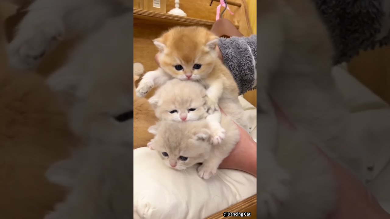  Funny Cat Videos Cute Cats Try Not To Laugh Compilation Shorts