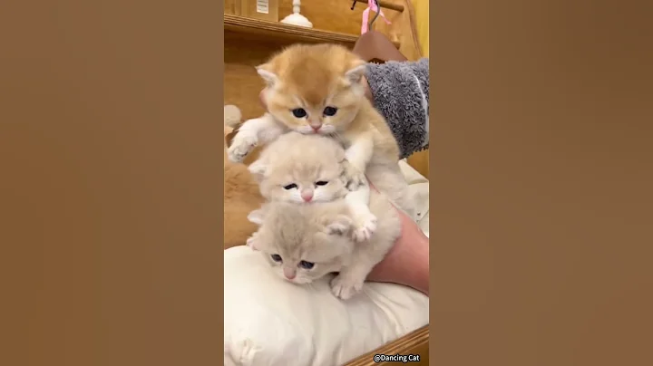 🐱 Funny cat videos | cute cats | Try not to laugh | Cat videos Compilation #shorts  🐈