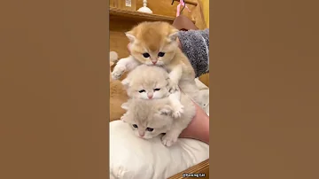 Funny Cat Videos Cute Cats Try Not To Laugh Cat Videos Compilation Shorts 