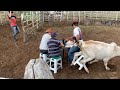 PILILIU E OS VAQUEIROS NA MESA DA AMARGURA COM O GADO NELORE