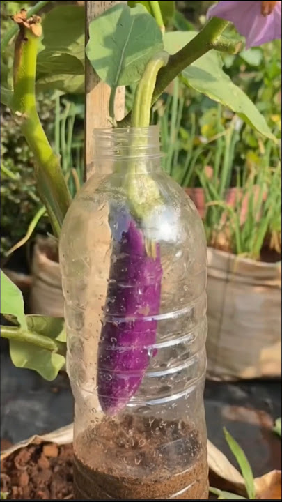 Eggplant in a bottle: watch it grow in an amazing way!