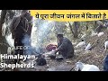 They Live in Himalayan Jungles || They travel Thousands of Kilometres on foot || Himalayan Shepherd