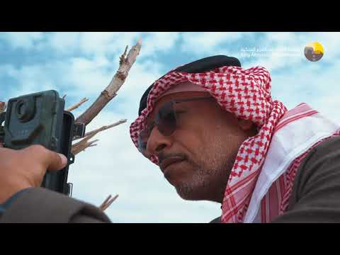 حياة في يوم باحث وراصد الأحياء البرية أ محمد اليوسفي في الصمان محمية الملك عبدالعزيز الملكية