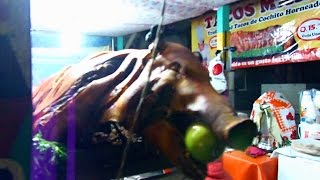 Strange Guatemalan street food in Xela, Guatemala