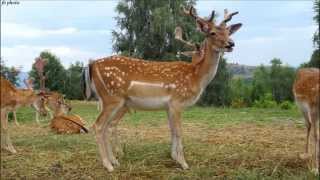 Slideshow Zooparc "MOARA DE VANT"