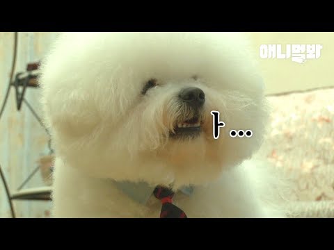 bichon-dog's-super-popular-as-bts,-but-not-happy