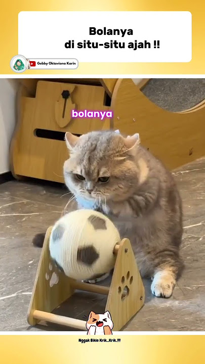 THE BALL IS JUST RIGHT THERE!?😂 #funnyshorts #comedy #catlovers #videoshorts #funnycats