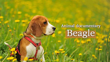Dog. Beagle [Animal Documentary]