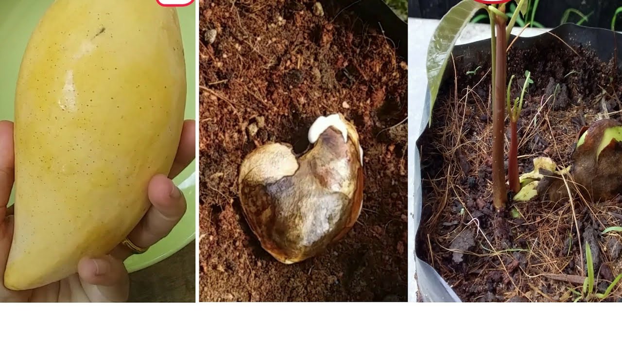 growing mango from seed การเพาะเมล็ดมะม่วง งอกง่าย งอกเร็ว