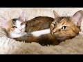不器用な姉猫が初めて子猫と寝んねしました。