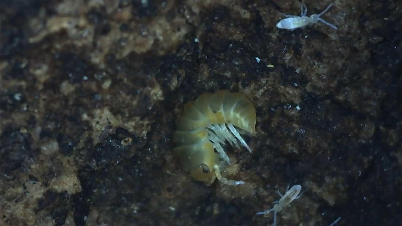 blonde rubber ducky isopod waking up YouTube