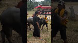 tanduk unik kebawah #youtube #viral #shortvideo