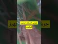 جرش السعف لتصنيع المكعب