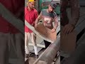 “Made with Power 💪 | JCB’s Local Factory Magic 🔧