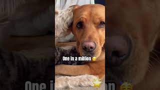 You found me 🥰😘 #dog #dogshorts #dogs #cutedog #cutepets #shorts #pers #shortsfeed