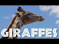 Giraffe Facts Quiz