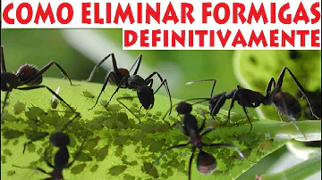 Como eliminar formigas no pomar?