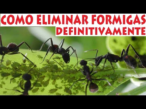 Vídeo: Como se livrar das formigas no jardim para sempre