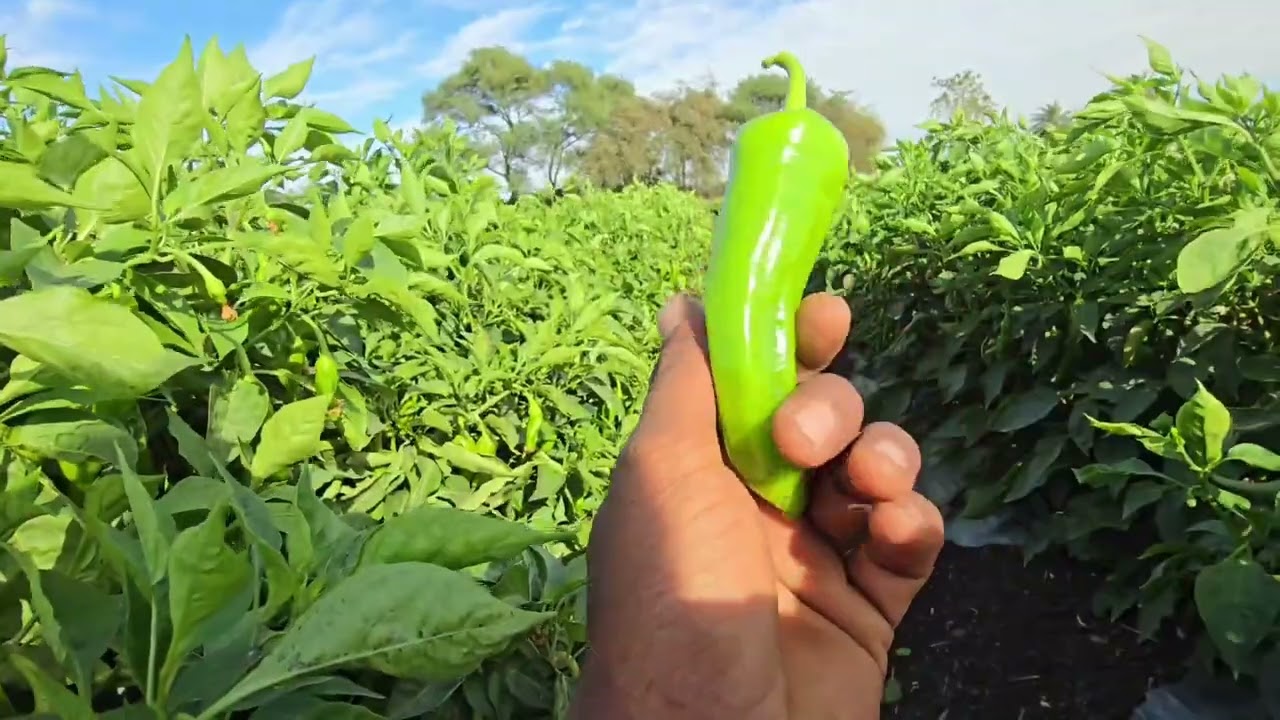 verayti VNR 38 picador mirch...  gopalkrishna HI-TECH nursary mandsaur m.p. 8109813352